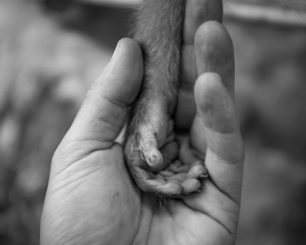 "Hand in Hand" Rescued monkey in Chiang Dao, Thailand